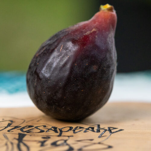 Figs Flowers - Image 3