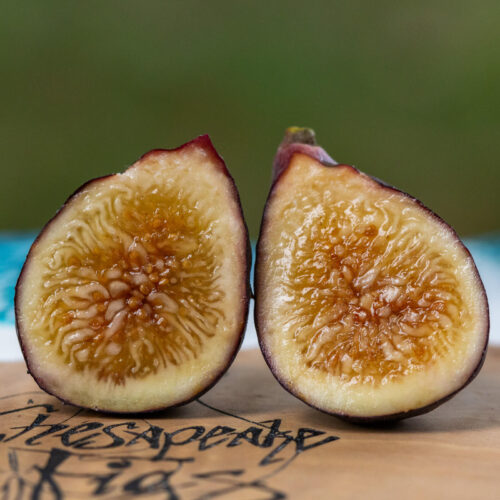 Figs Flowers - Image 6