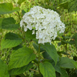 Anabelle Hydrangea