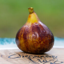 Bordissot Blanca Negra