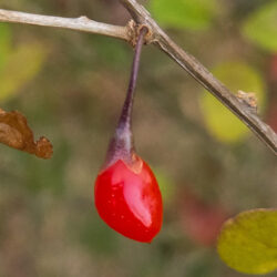Goji Berry
