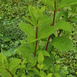 Pink diamond Hydrangea