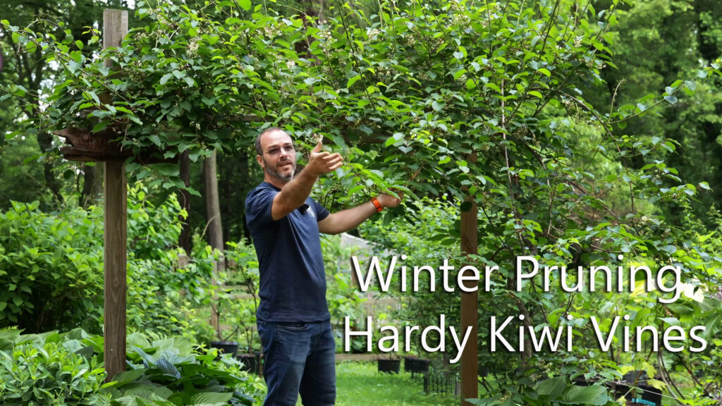 Hardy Kiwi Pruning Video