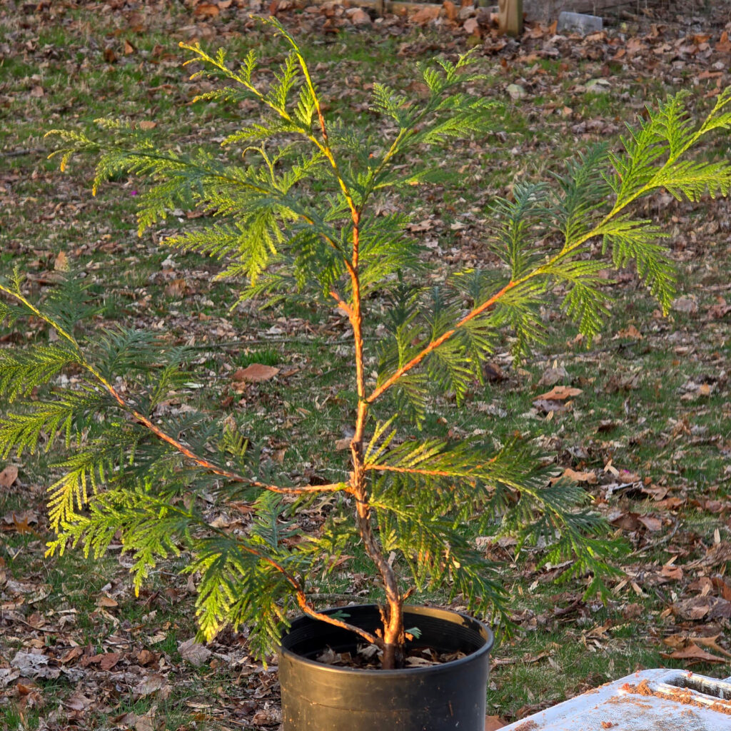 western red cedar
