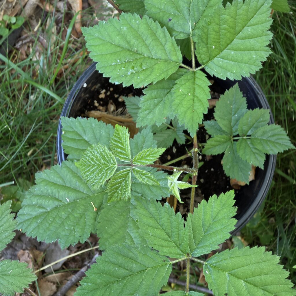 Boysenberry Plant