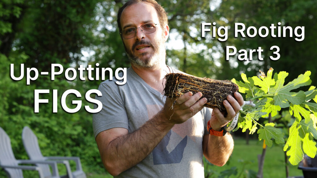 Up-Potting Figs