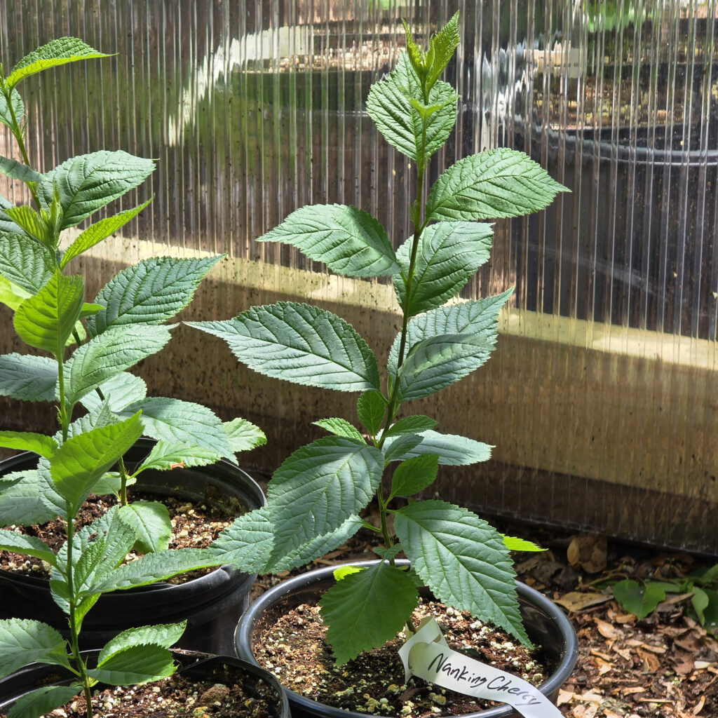 Nanking Cherry