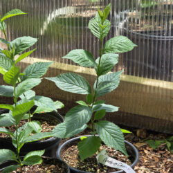 Nanking Cherry