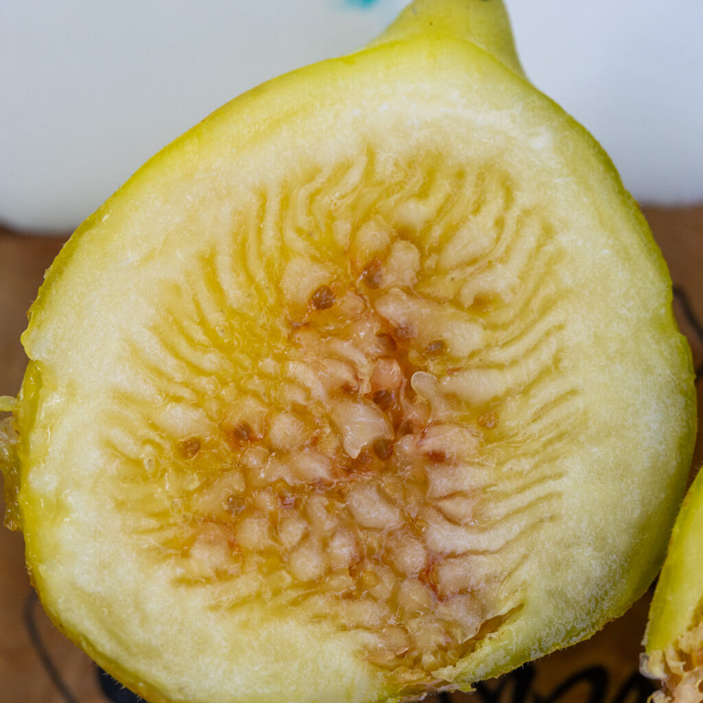 Yellow Long Neck Fig